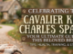 Cavalier King Charles Spaniel for Sale – Healthy & Adorable Puppies Available